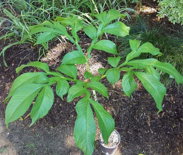 Amorphophallus (decus-silvae X variabilis) X Amorphophallus (decus ...