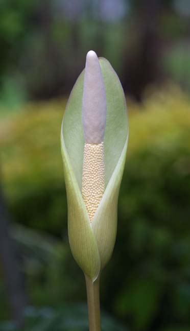 Amorphophallus curvistylis